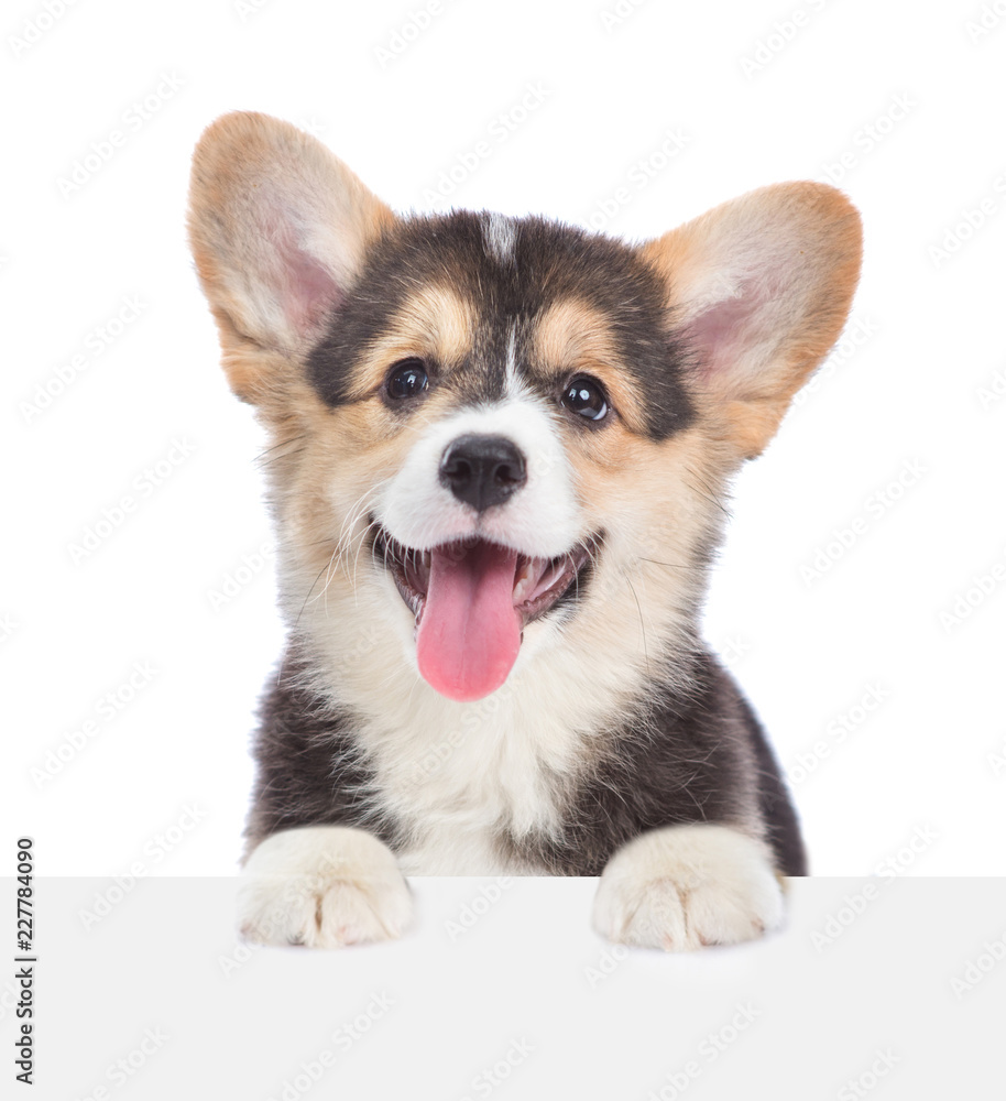 Corgi puppy over empty white board. isolated on white background. Space for text