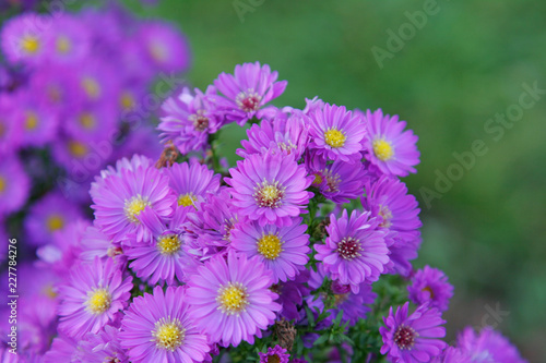 purple flowers in the garden © Martin