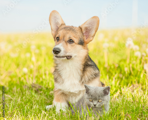 Pembroke Welsh Corgi puppy sitting with kitten on a summer grass