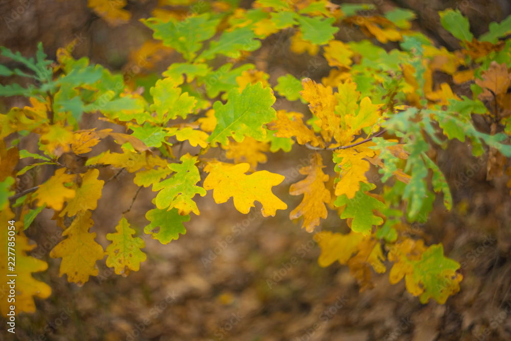 closeup red oak tree branch in a forest closeup red oak tree branch in a forest