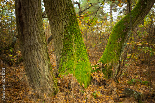 quiet autumn forest, closeup three oak tree