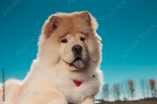little chow chow puppy dog looks happy
