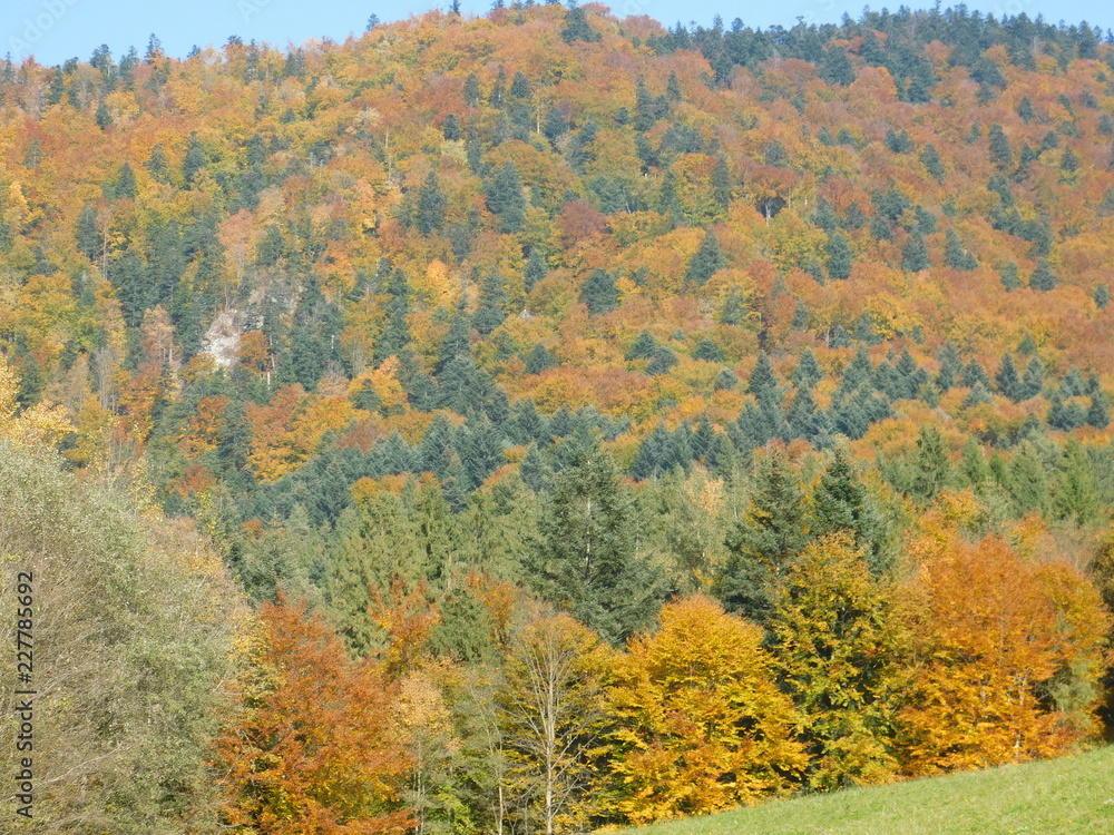 Fototapeta premium jesień