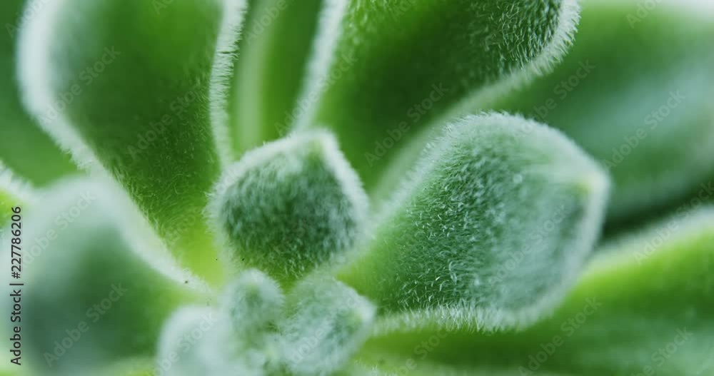 Moves shot of green Sedum Mocinianum succulent plant Moves shot of green Sedum Mocinianum succulent plant