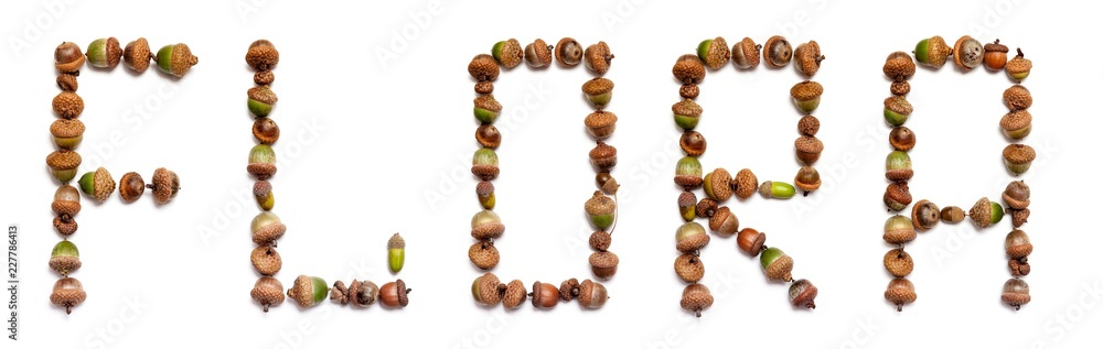 Word acorn is laid out of acorns Word acorn is laid out of acorns