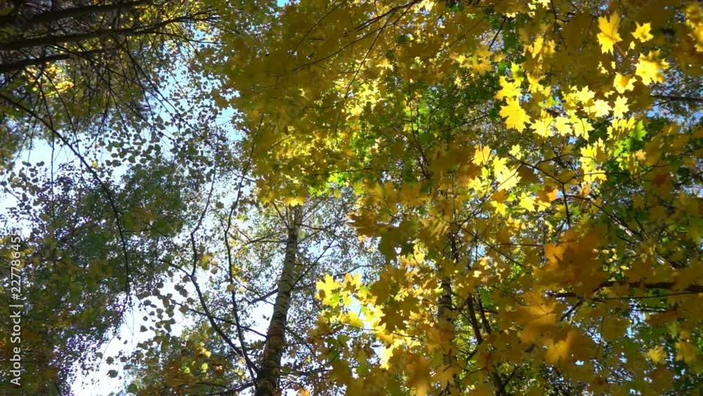 Deciduous forests in warm sunny weather, dried leaves fall from trees slow motion