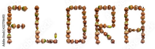 Word acorn is laid out of acorns