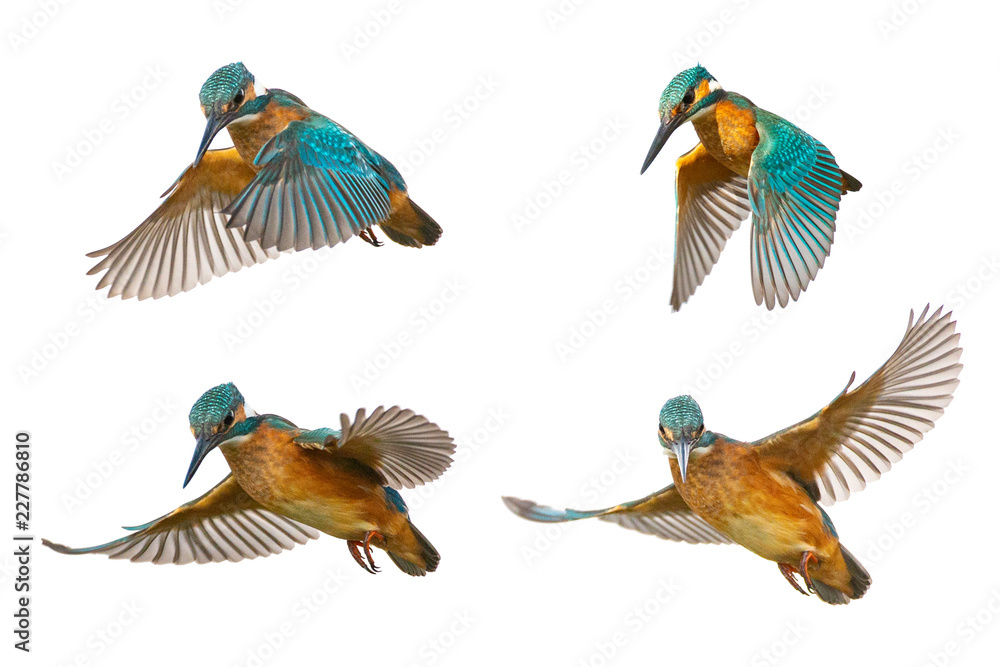 Fototapeta premium Collage of four Common Kingfisher (Alcedo atthis) in flight isolated on a white background