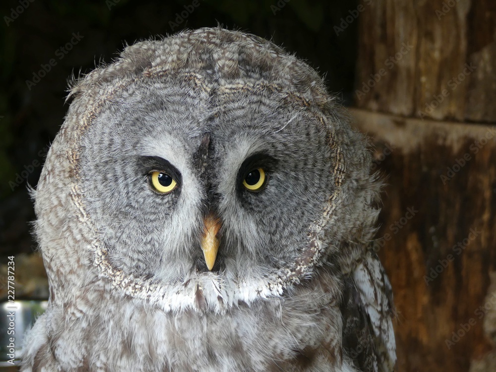 Obraz premium Great Grey Owl, also known as Great Gray owl - Strix nebulosa