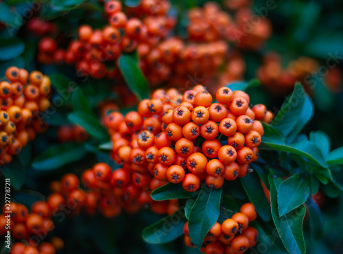 Beautiful pyracantha bush with bright orange berries