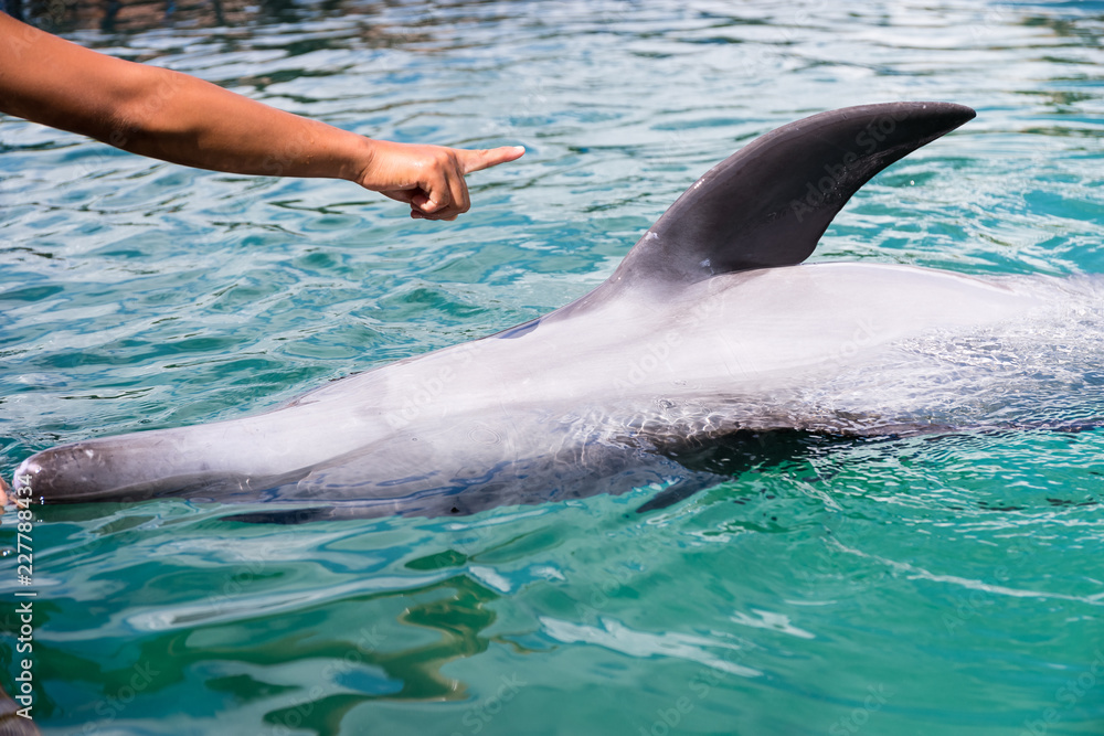 Obraz premium Give command on Dolphin