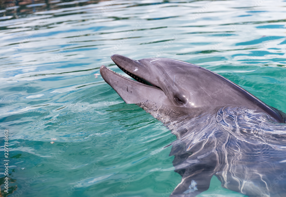 Fototapeta premium Dolphin in the water