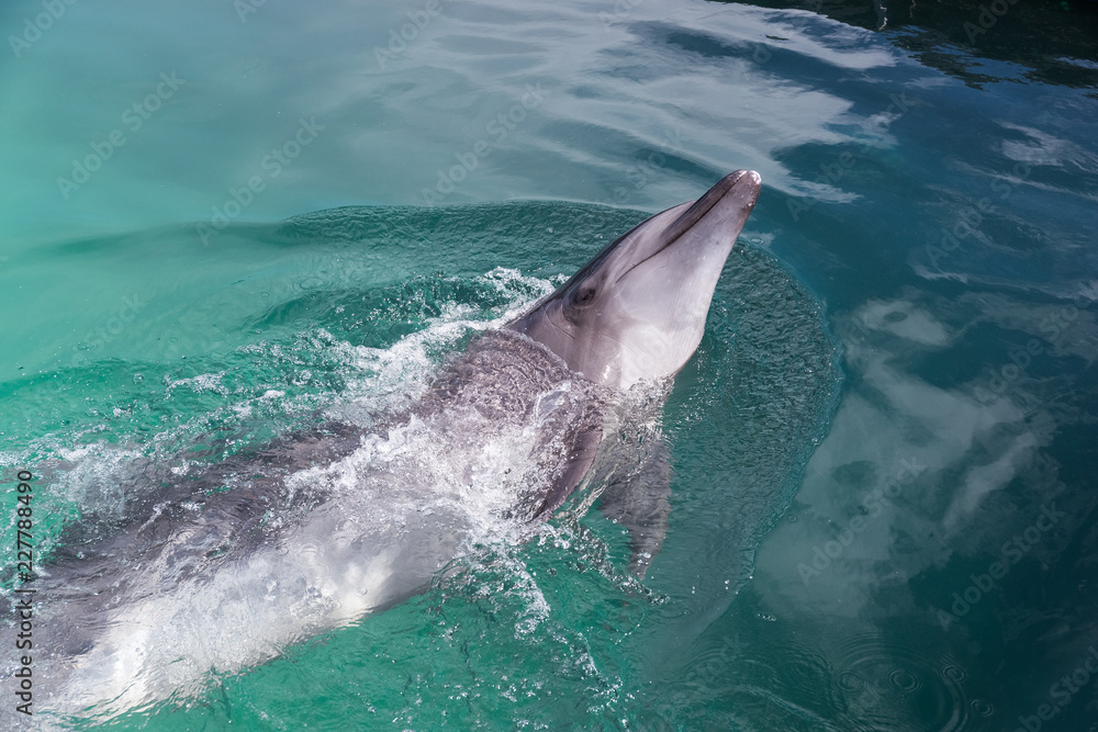 Fototapeta premium Dolphins swimming in the clear blue water of the pool