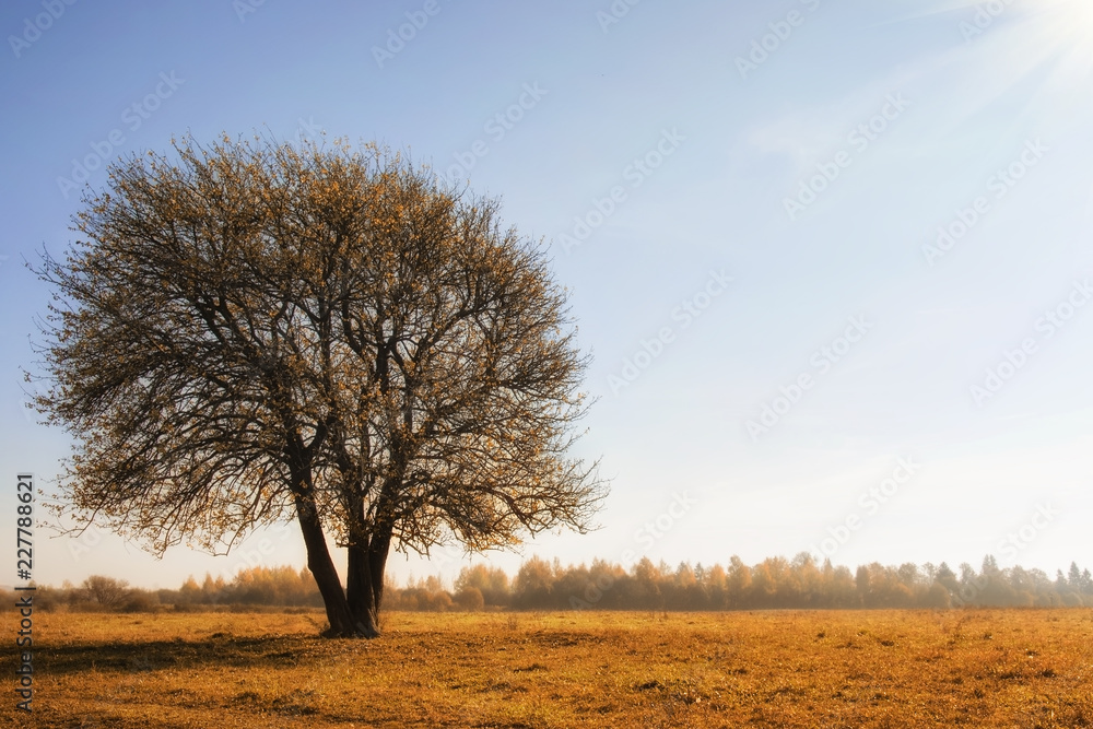 Lonely autumn tree on dry meadow over blue sky background
