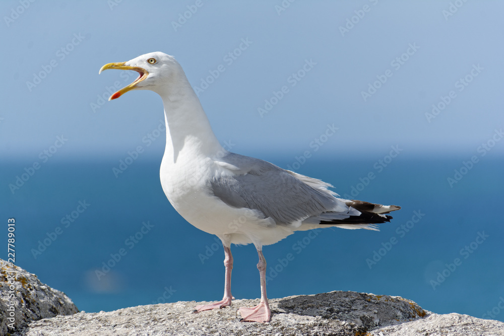 Obraz premium goéland