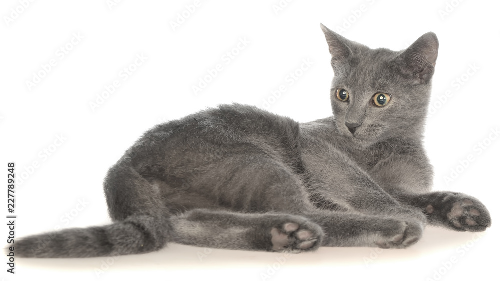 Small gray shorthair kitten lie isolated