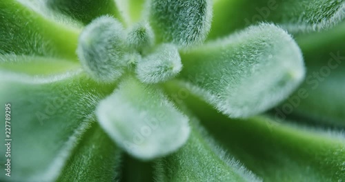 Moves shot of green Sedum Mocinianum succulent plant photo