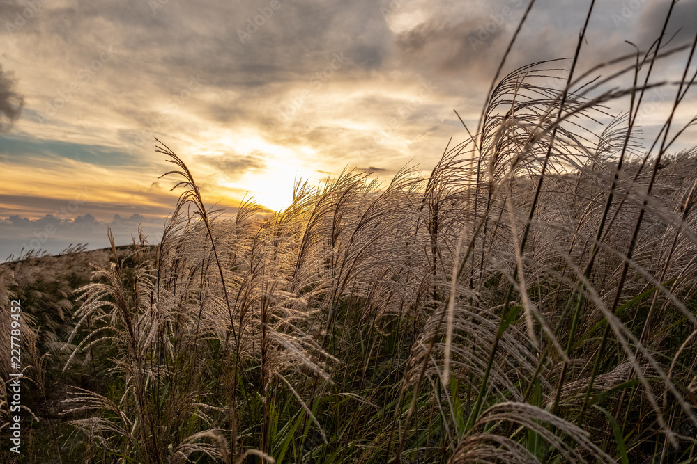 Fototapeta premium 生石高原 ススキ