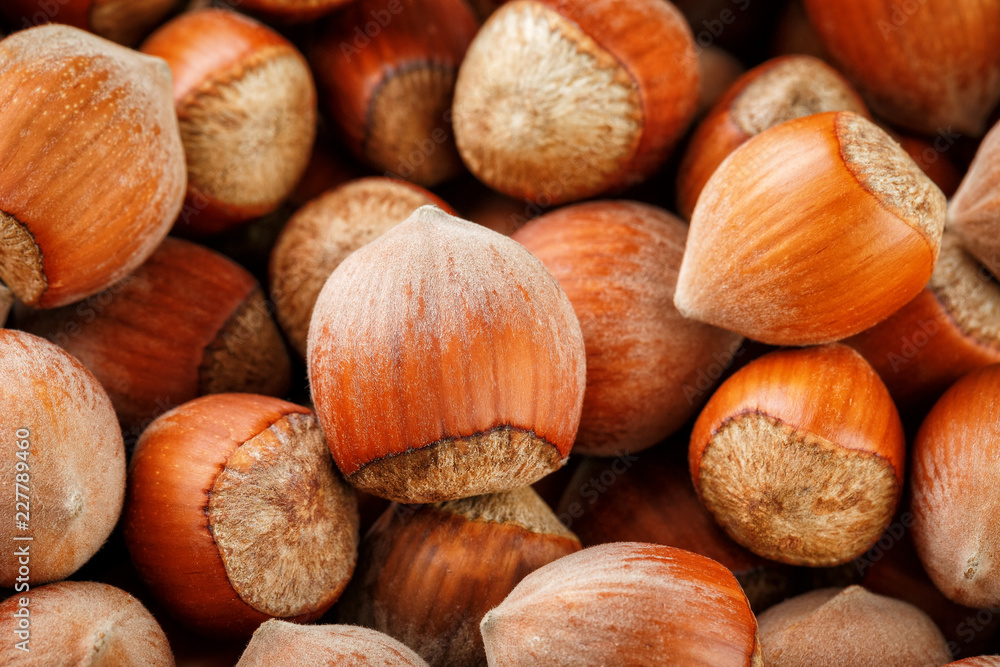 Dried unshelled hazelnuts seeds of Whole nuts as background Dried unshelled hazelnuts seeds of Whole nuts as background