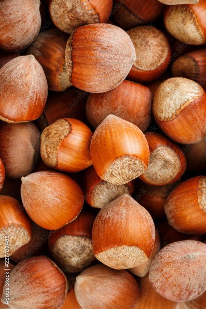 Dried unshelled hazelnuts seeds of Whole nuts as background Dried unshelled hazelnuts seeds of Whole nuts as background