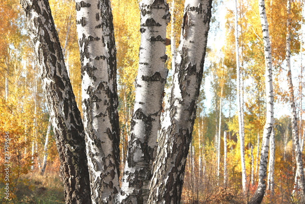 beautiful scene with birches in yellow autumn birch forest in october among other birches in birch grove beautiful scene with birches in yellow autumn birch forest in october among other birches in birch grove