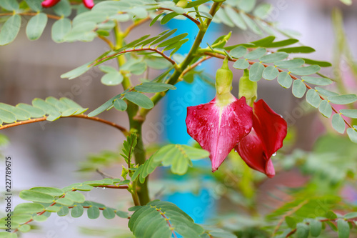 cassia Tree,Thai Copper Pod photo