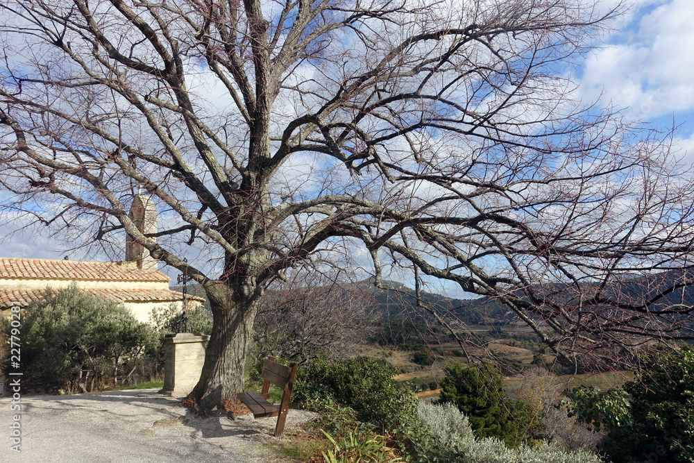 vieil arbre vieil arbre