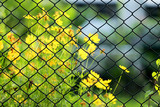 nets fence with the yellow flower in the morning on background