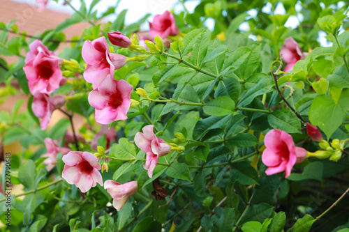 flowers in the garden