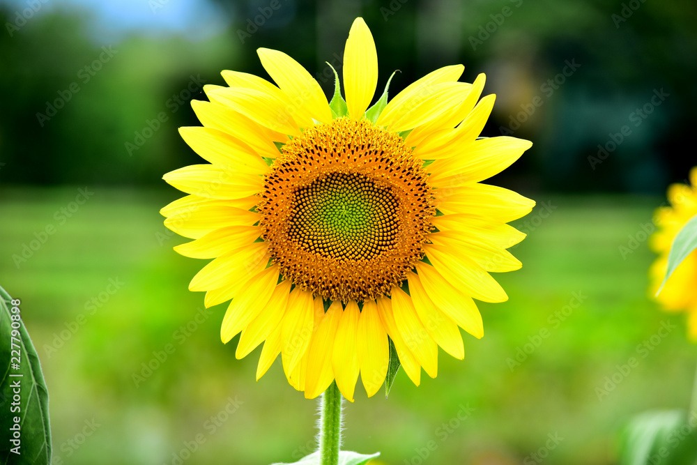 American Giant Sunflower American Giant Sunflower
