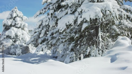 Wallpaper Mural Snowy hills next to evergreens covered in snow and ice background plate Torontodigital.ca