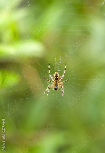 SPIDER AT CENTRE OF WEB IN CLOSE UP