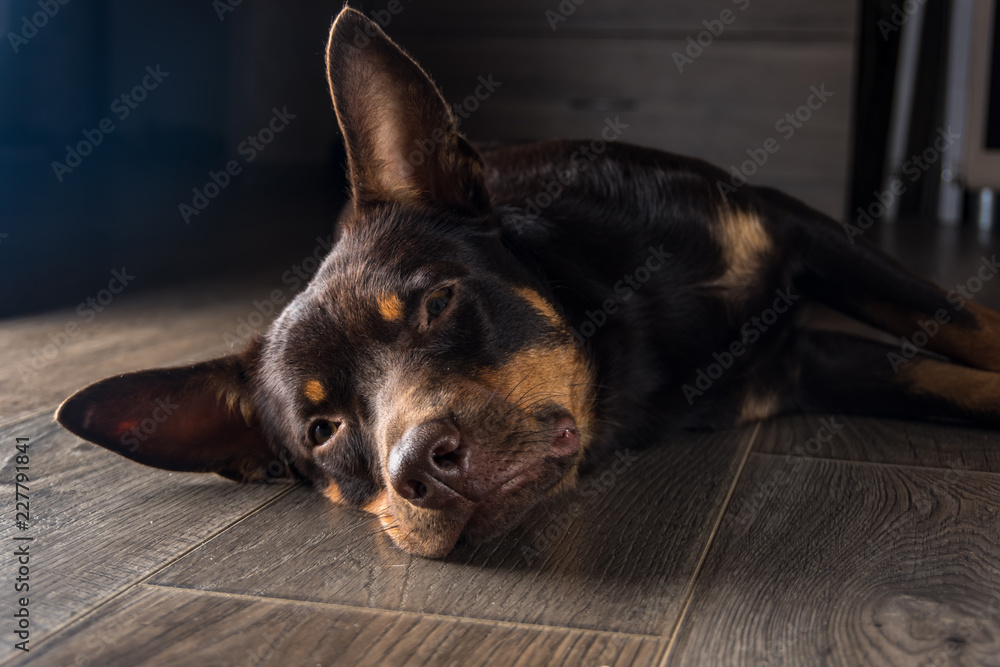 Dog breed Australian Kelpie portrait in an apartment on the laminate Dog breed Australian Kelpie portrait in an apartment on the laminate
