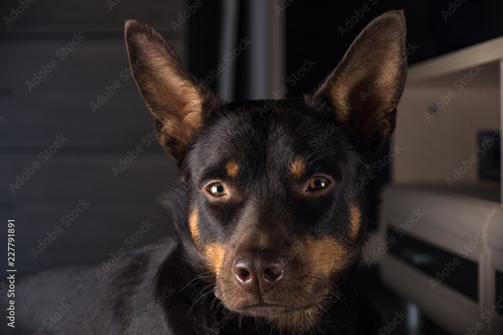 Dog breed Australian Kelpie portrait in an apartment on the laminate Dog breed Australian Kelpie portrait in an apartment on the laminate