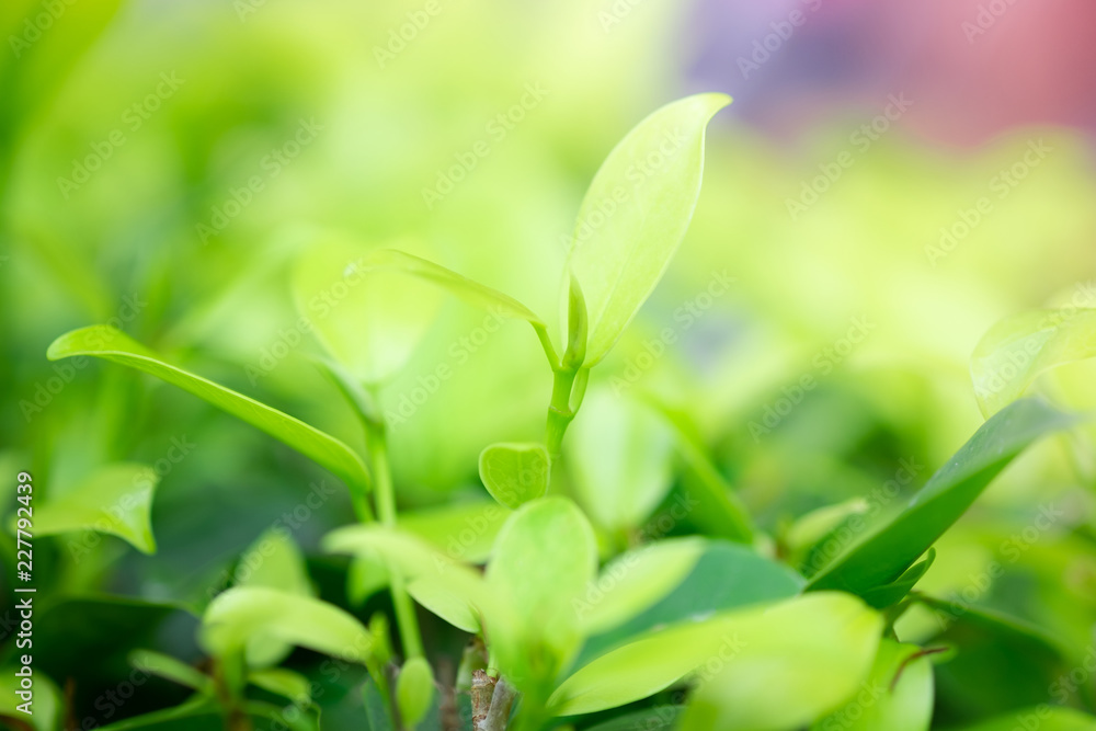 Blur and soft beautiful green leaves background Blur and soft beautiful green leaves background
