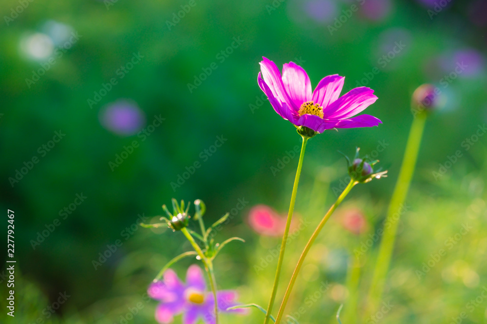 Blur and soft beautiful pink cosmos flowers Blur and soft beautiful pink cosmos flowers