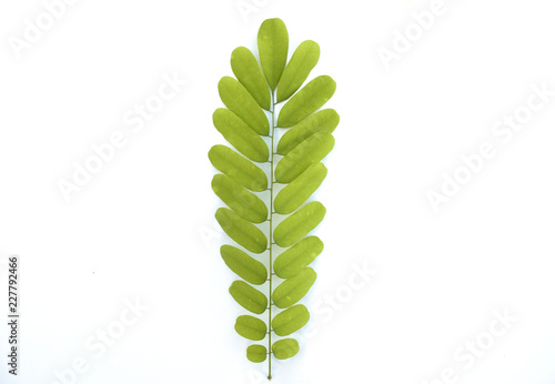 Isolated green leave on white background
