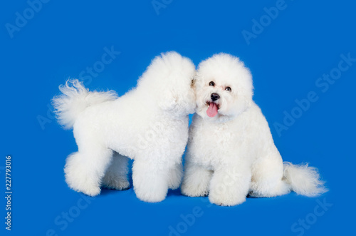Adorable couple of Bichon Frise dogs posing against blue background. Studio shot