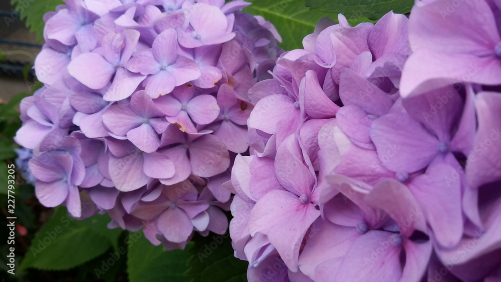 Hortensie