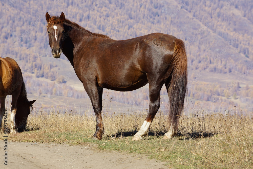 Obraz premium Horse