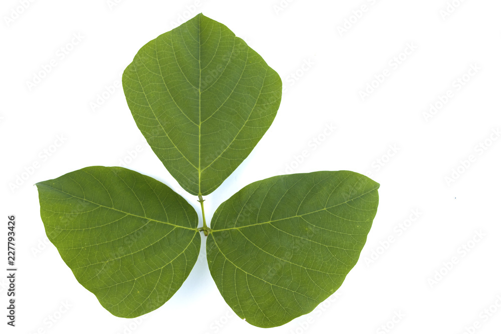 Isolated green leave on white background Isolated green leave on white background
