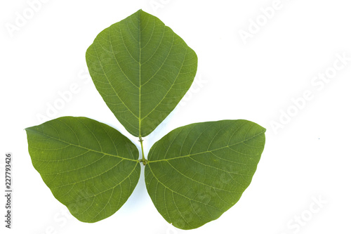 Isolated green leave on white background