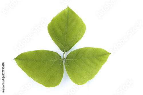 Isolated green leave on white background