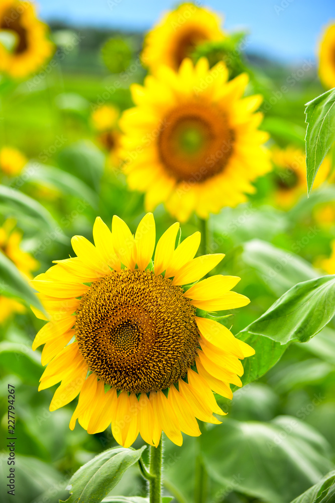 Large Bloom Sunflower Seeds