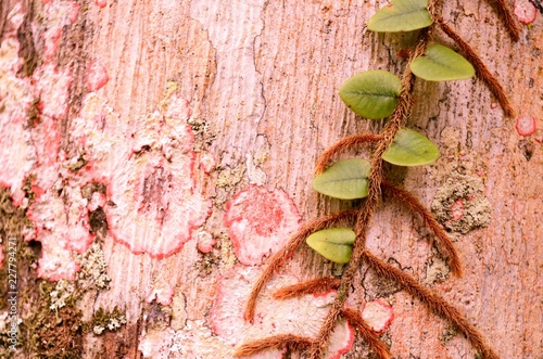 green beans on wooden background
