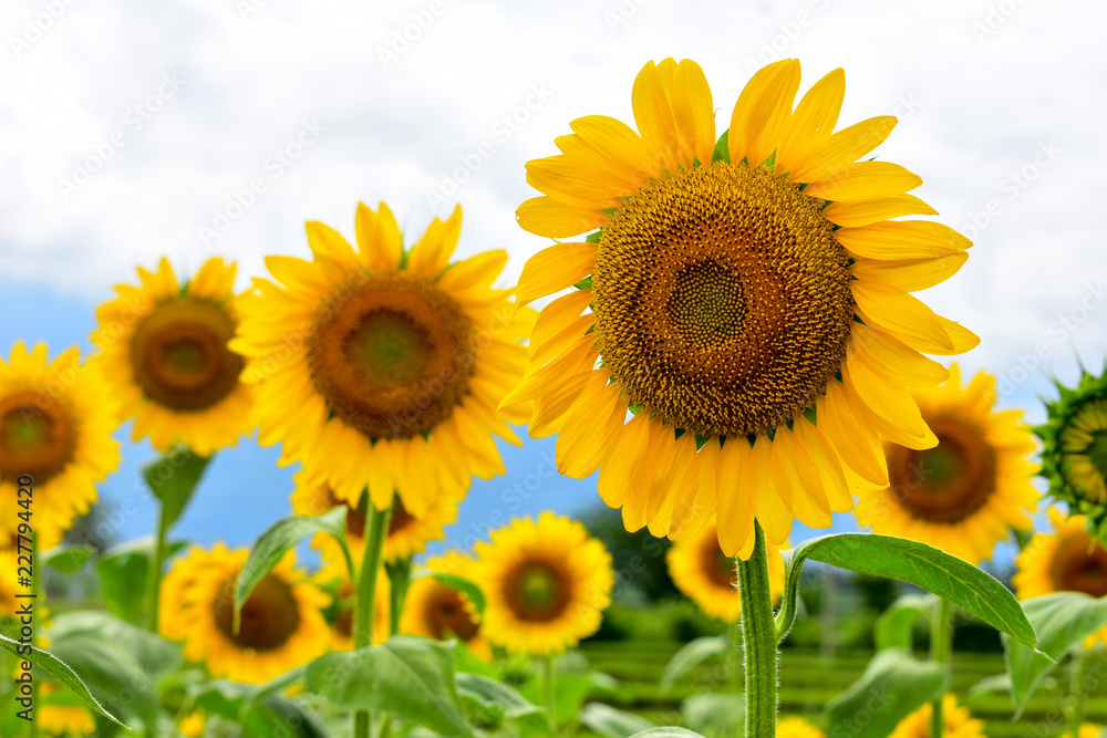 fibonacci in a sunflower