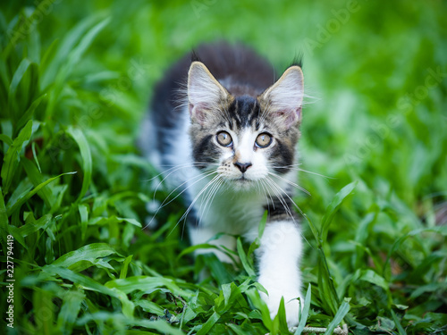 Black white cat walking in garden with green grass, looking up like hunting something. Handsome kitten staring at something in daytime lighting.