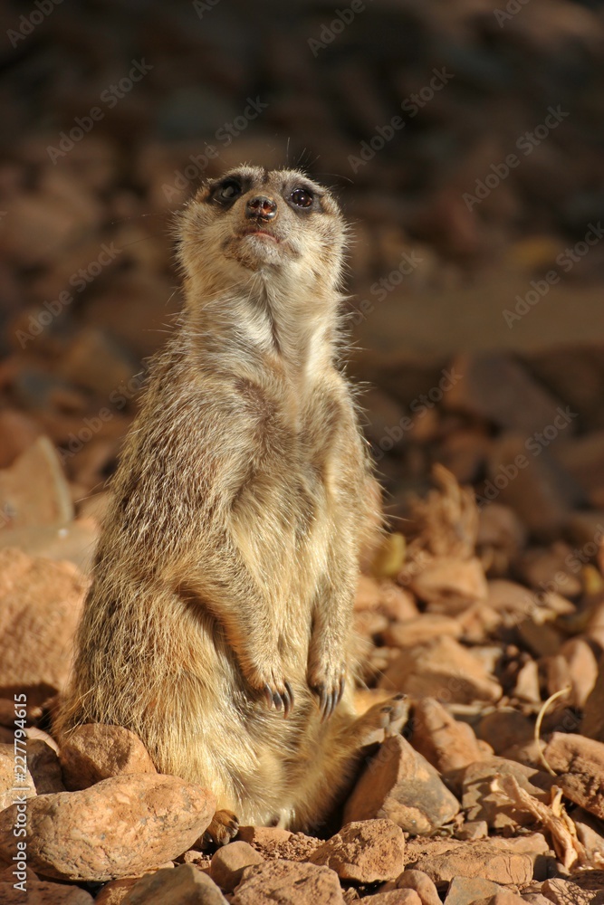 Fototapeta premium Wachendes Erdmännchen (Suricata suricatta) 