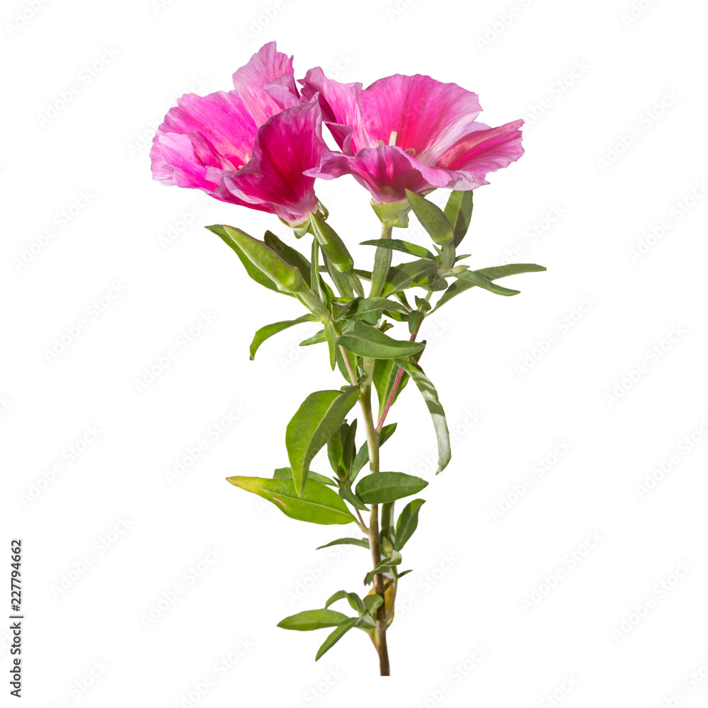 Godetia flower isolated. A branch of beautiful pink and purple spring flowers