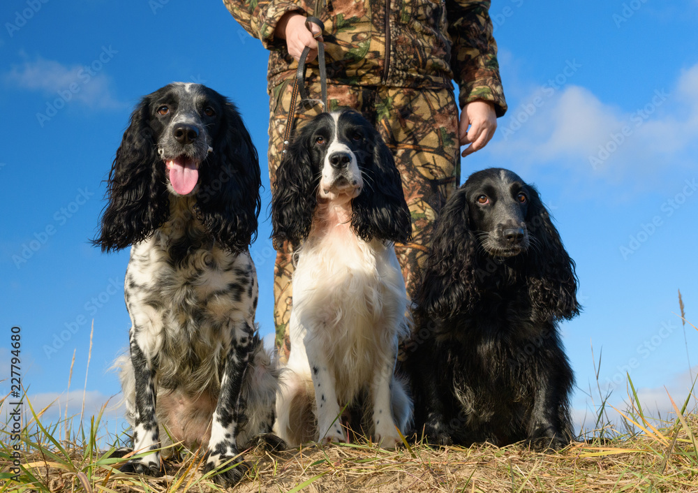 One caucasian woman and three dogs of black and white color are in outdoors. The cynologist and several trained hunting spaniel are in rural.